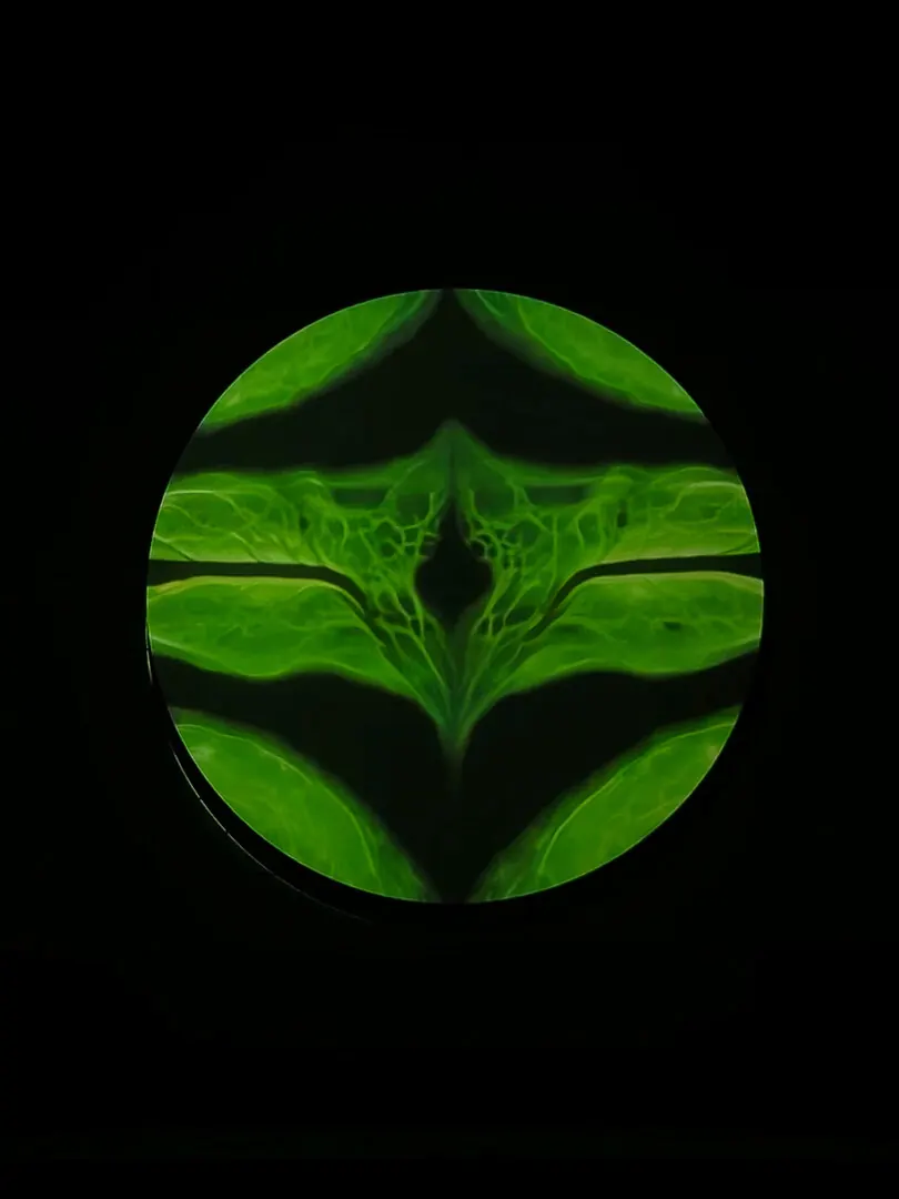 A circular projection of glowing green, mirrored plant structures
