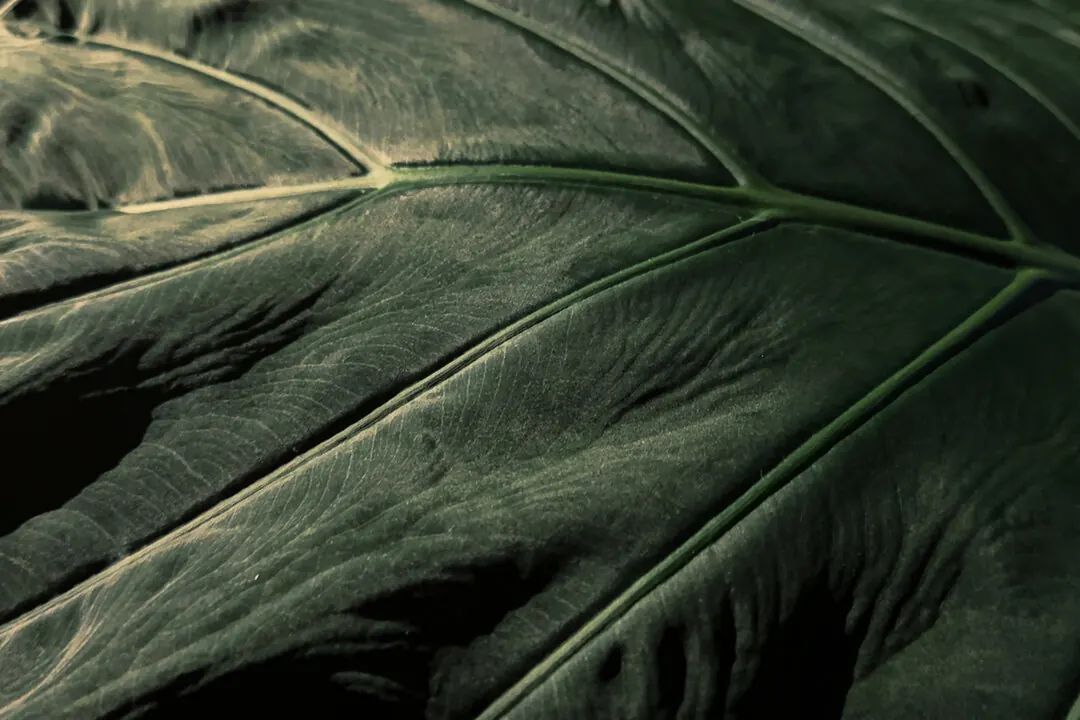 Close up of a large plant leaf with pale veins